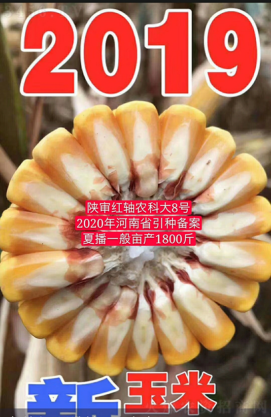 紅軸農(nóng)科大8號玉米種子-敦煌飛天-中亞農(nóng)業(yè) 紅軸農(nóng)科大8號玉米種子-敦煌飛天-中亞農(nóng)業(yè)