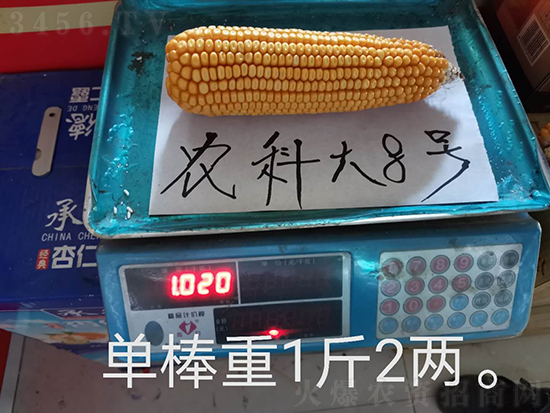 紅軸農(nóng)科大8號玉米種子-敦煌飛天-中亞農(nóng)業(yè) 紅軸農(nóng)科大8號玉米種子-敦煌飛天-中亞農(nóng)業(yè)