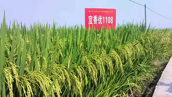 宜香優(yōu)1108-水稻雜交種-福華高科