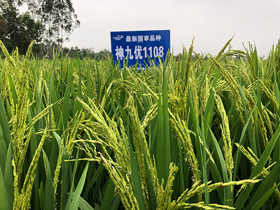 神九優(yōu)1108-水稻種子-福華高科 神九優(yōu)1108-水稻種子-福華高科