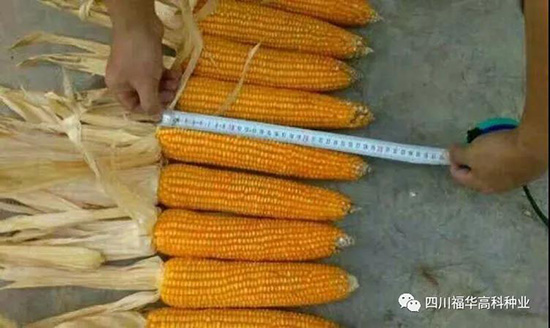 和睦玉918-玉米種子-福華高科