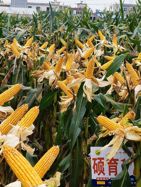 �T��173��4500����-���׷N��-�̵��N�I(y��)