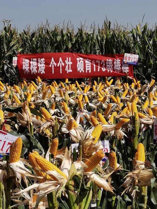 �T��173��4500����-���׷N��-�̵��N�I(y��)