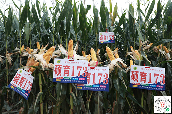 �T��173��4500����-���׷N��-�̵��N�I(y��)