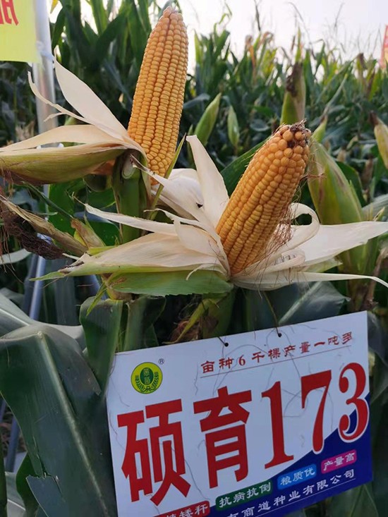 �T��173��4500����-���׷N��-�̵��N�I(y��)