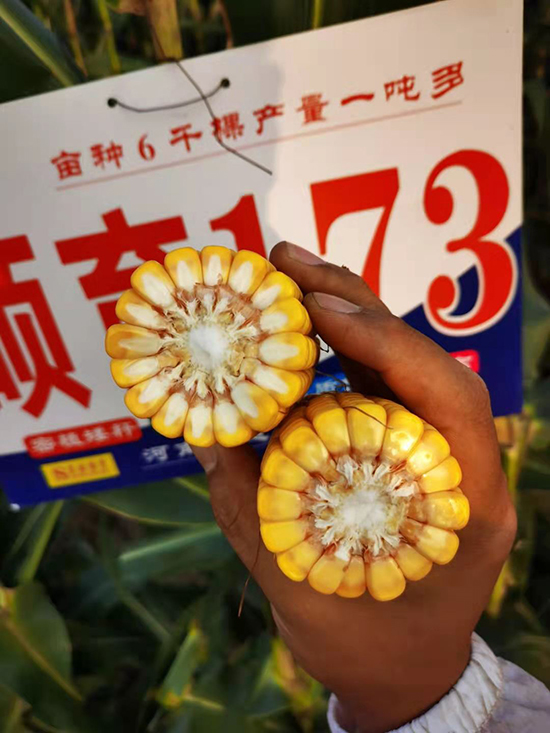 �T��173��4500����-���׷N��-�̵��N�I(y��)