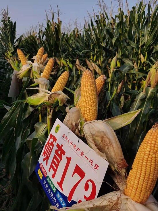 �T��173��4500����-���׷N��-�̵��N�I(y��)