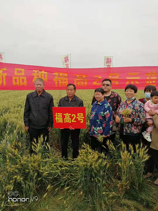 福高2號-小麥種子-福豐