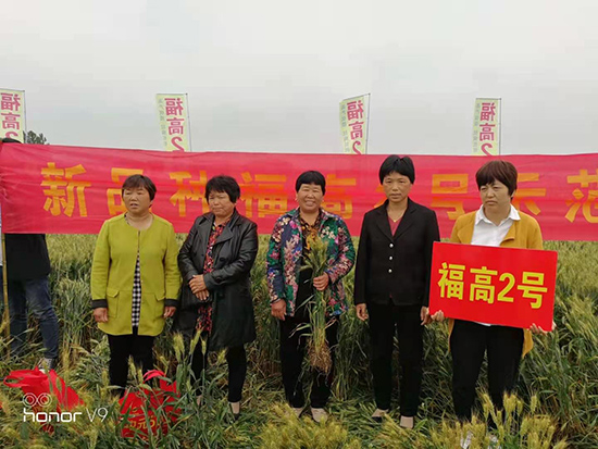 12.5kg福高2號(hào)-小麥種子-福豐