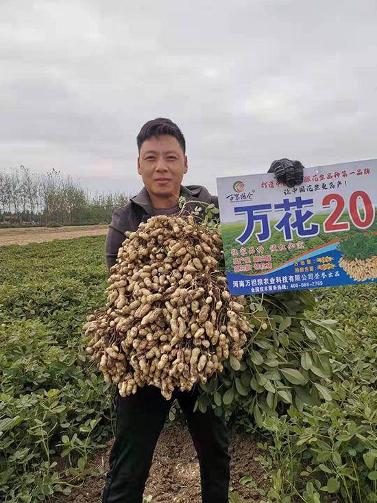 萬花20-花生種子-萬擔(dān)糧