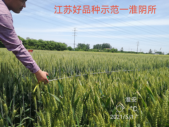 徐麥100-小麥種子-三好種業(yè) 徐麥100-小麥種子-三好種業(yè)