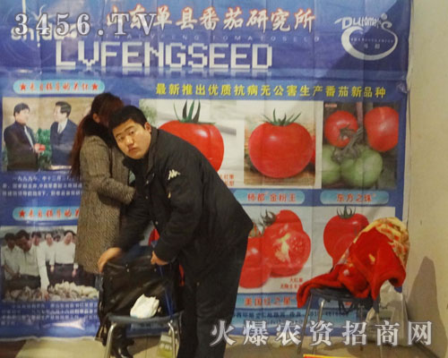 山東單縣番茄研究所2