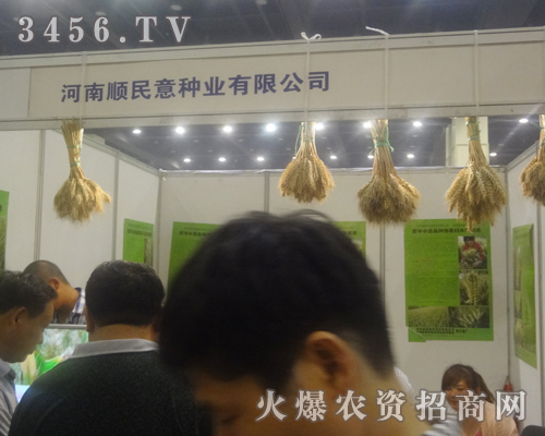 河南泰禾種業(yè)參加2013中原種子交易會!