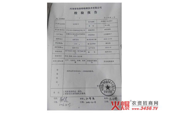 玉雜交種-東單98-好莊稼