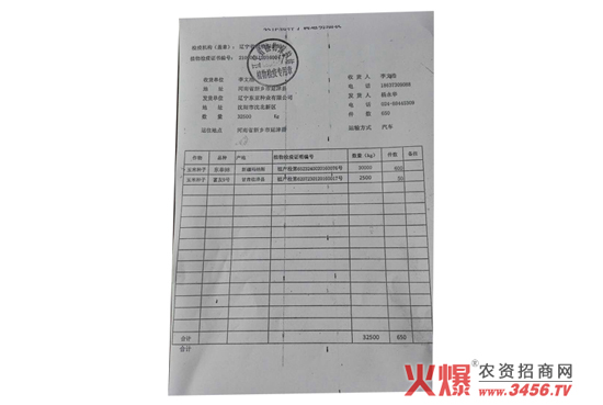 玉雜交種-東單98-好莊稼