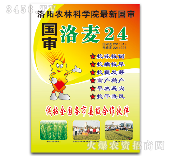 【洛麥24-豫神農業(yè)】抗凍抗倒,早熟高產!