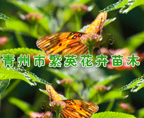 �����з�Ӣ������ľ