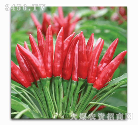 喜得豐-華為9號(hào)F1