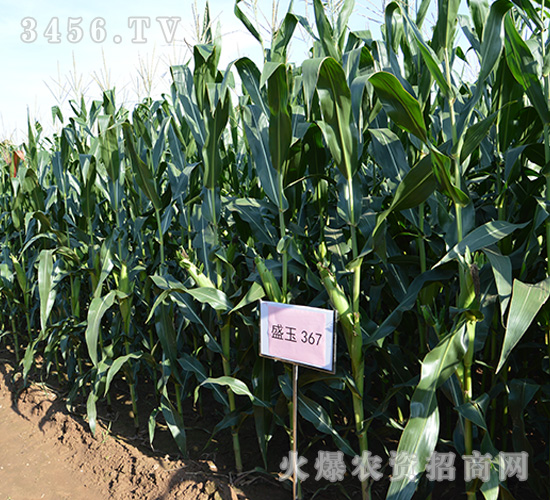 盛玉367（觀摩圖2）-玉米種子-強盛種業(yè)