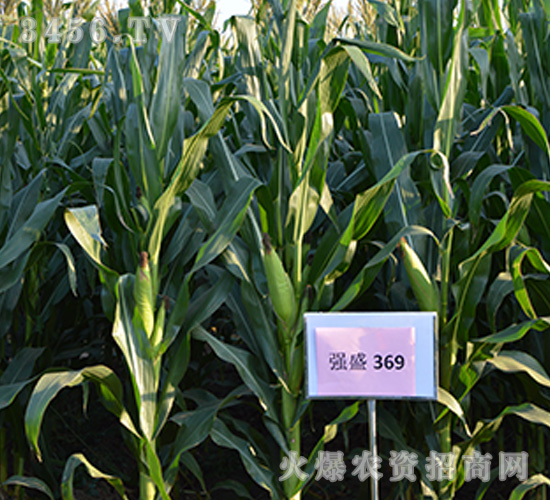強盛369（觀摩圖）-玉米種子-強盛種業(yè)