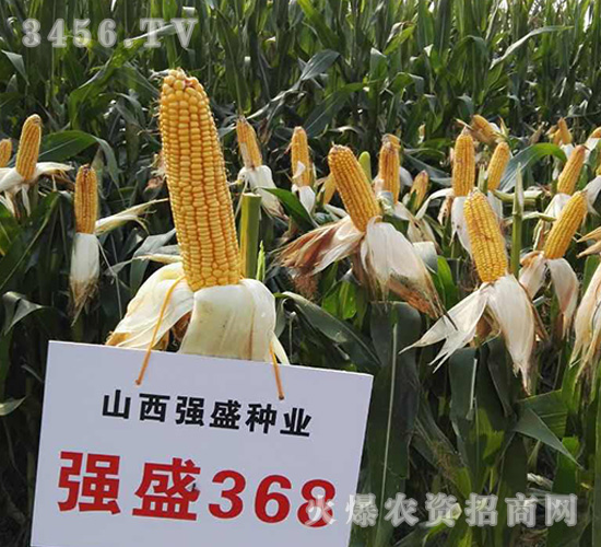 ��(qi��ng)ʢ368���^Ħ�D��-���׷N��-��(qi��ng)ʢ�N�I(y��)