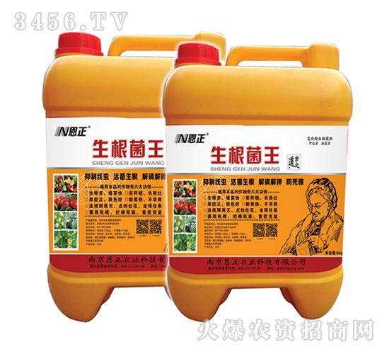 生根菌王（桶裝）-肥祖母-恩正