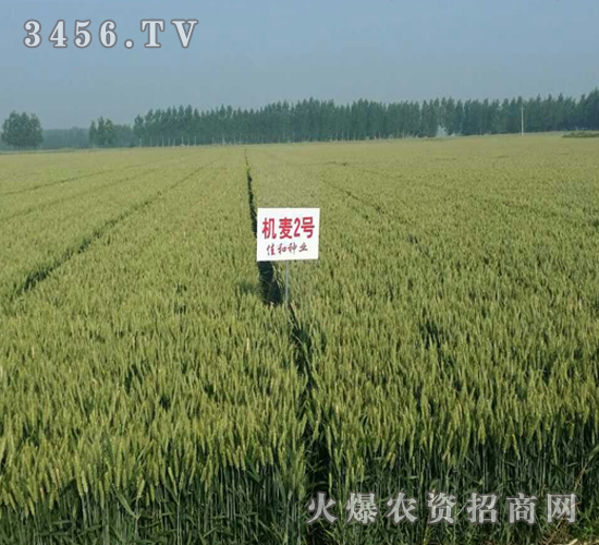 山農(nóng)機麥2號-小麥-億佳和