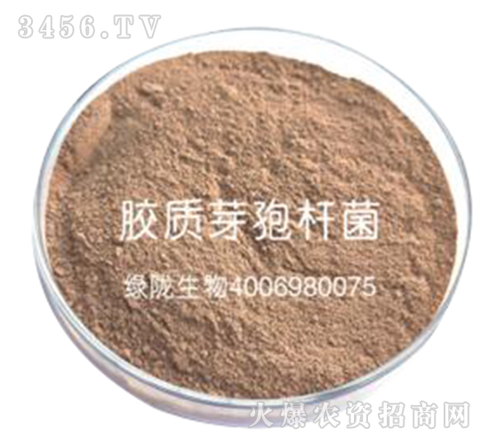 膠質(zhì)芽孢桿菌-綠隴生物