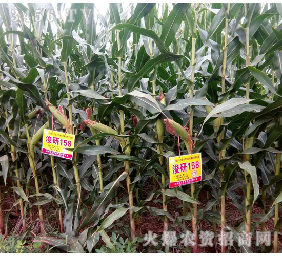 ����158-�����r(n��ng)�I(y��)