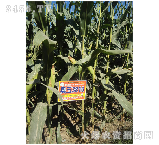 �W��3816-�����r�I(y��)