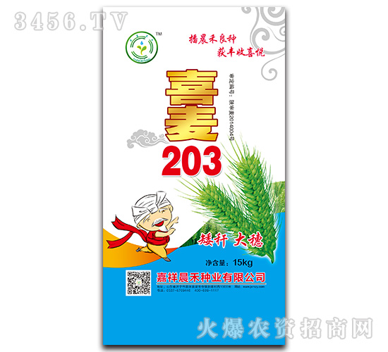 喜麥203-小麥種子-晨禾種業(yè)