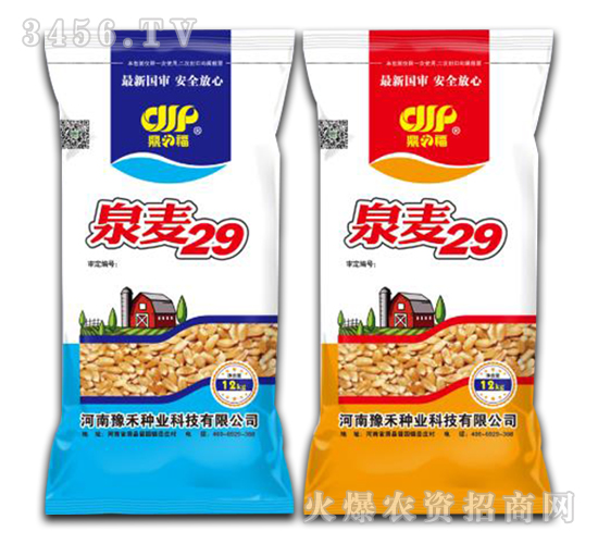 泉麥29-小麥種子-未農種業(yè)