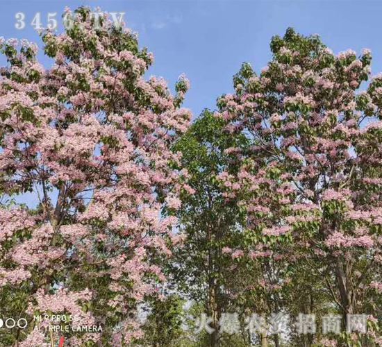 2020年楸樹訂單回收項目15