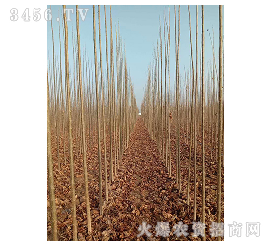 2020年楸樹(shù)訂單回收項(xiàng)目16