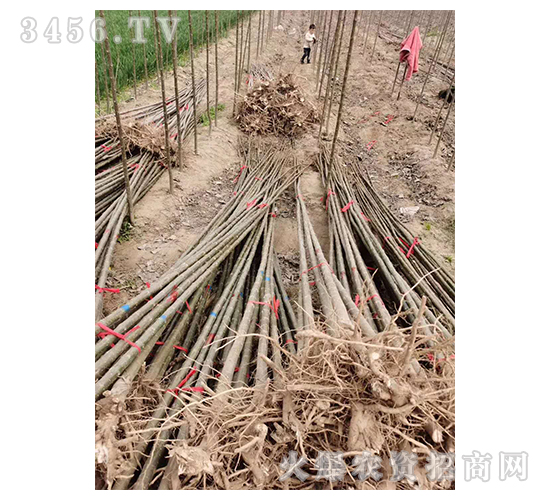 2020年楸樹(shù)訂單回收項(xiàng)目17