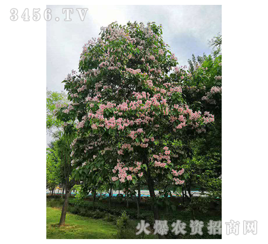 2020年楸樹訂單回收項(xiàng)目14