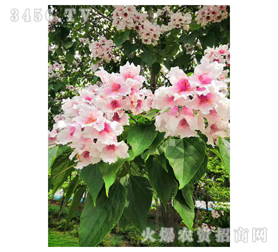 2020年楸樹訂單回收項目13