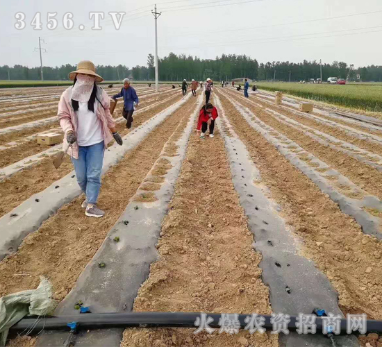 2020年楸樹訂單回收項目12