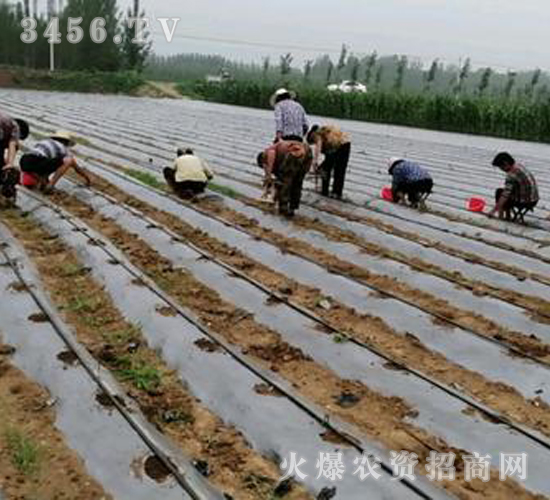 2020年楸樹訂單回收項目11
