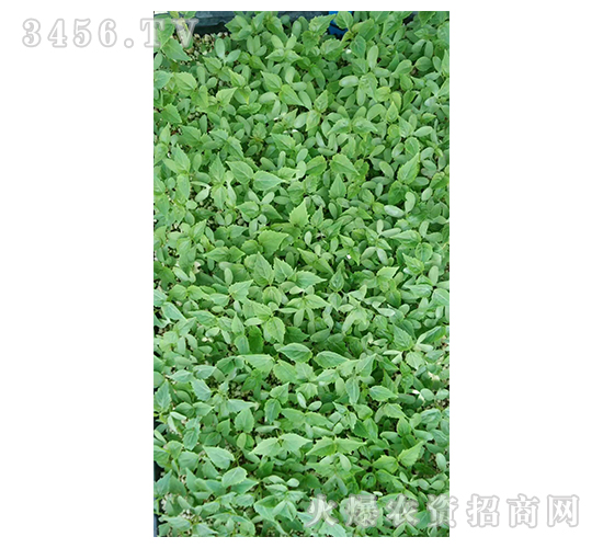 2020��鱘�ӆ�λ����Ŀ5