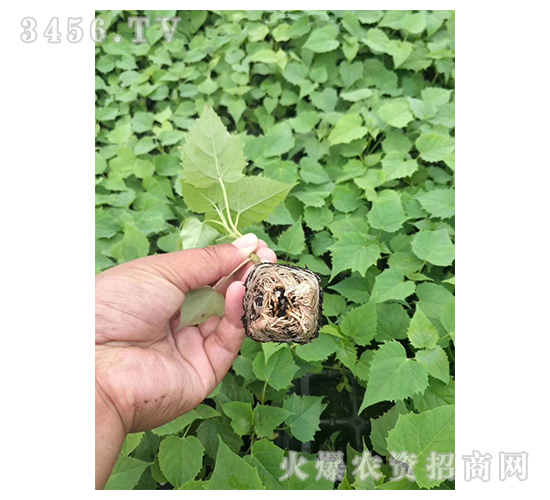 2020年楸樹訂單回收項目3