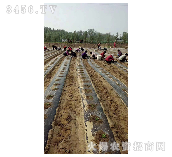 2020年楸樹訂單回收項(xiàng)目2