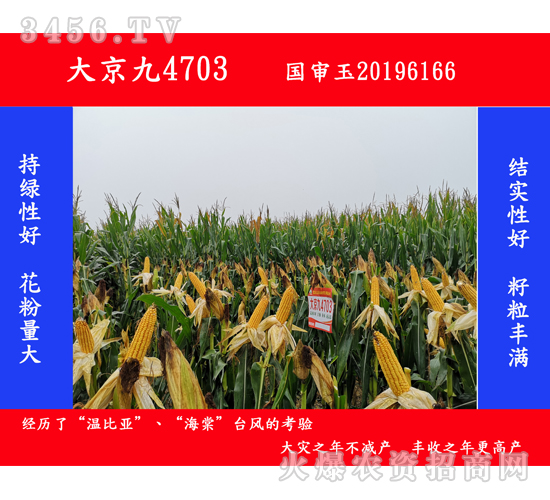 �󾩾�4703-���׷N��-�󾩾�