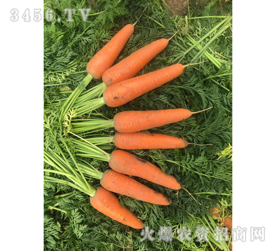 ���t2̖-���}���N��-��ʥ��