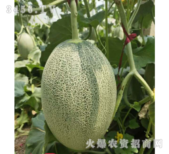 ʥ��25-���ܹϷN��-��ʥ��