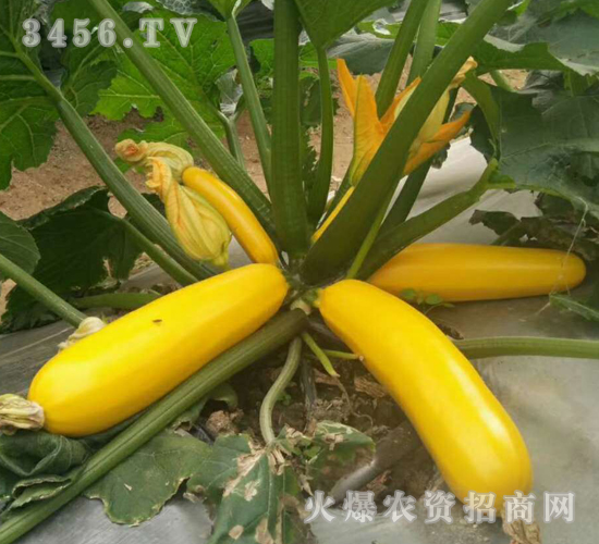 ��ɫ�����J�N��-��ʥ��