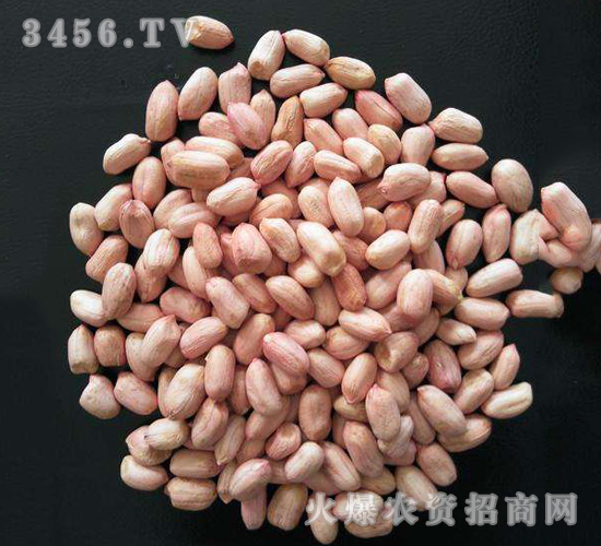 大良花生種子-盛農(nóng)種業(yè)