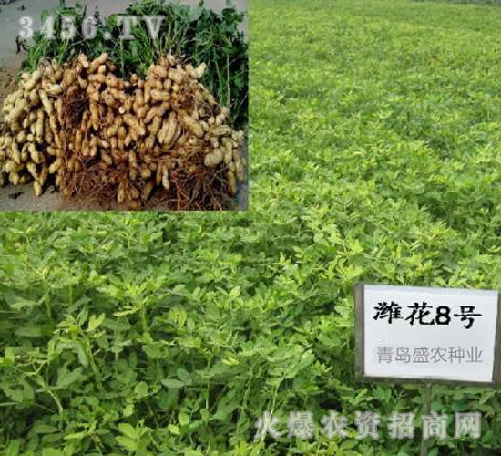 �H��8̖-�����N��-ʢ�r(n��ng)�N�I(y��)