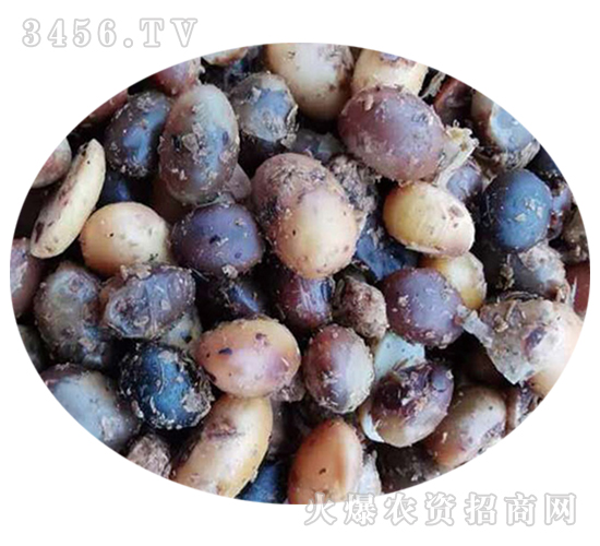 發(fā)酵大豆有機肥-碩果盈枝