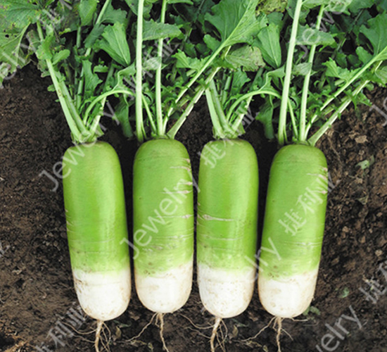 秀綠1620-蘿卜種子-捷利亞